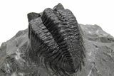 Coltraneia Trilobite Fossil - Huge Faceted Eyes #225325-3